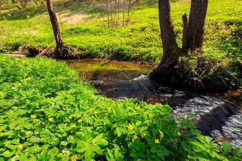 Stream in a spring forest. Stock Photos