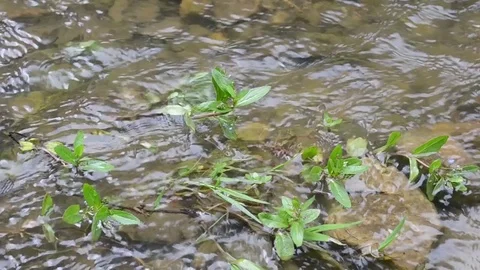 Stream in the spring mountain forest 1 Stock Footage 76986434