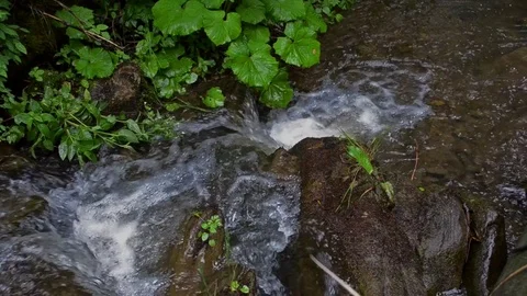Stream in the spring mountain forest 2 Stock Footage 76986442
