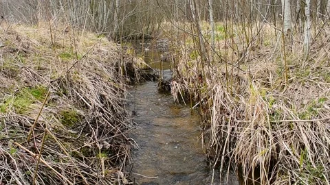 Stream, spring nature Stock Footage 130640775