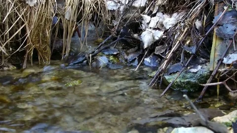  stream of spring water in  grass Video stock 73184559