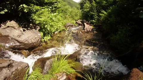 Stream in Stones and Green Trees Flows Afar Stock Footage 66579040