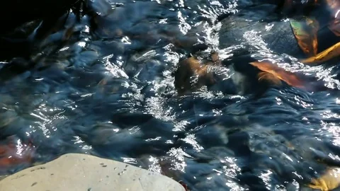 Stream with stony bottom close-up, Beautiful small Waterfall. Small fast stre Stock Footage 77949591