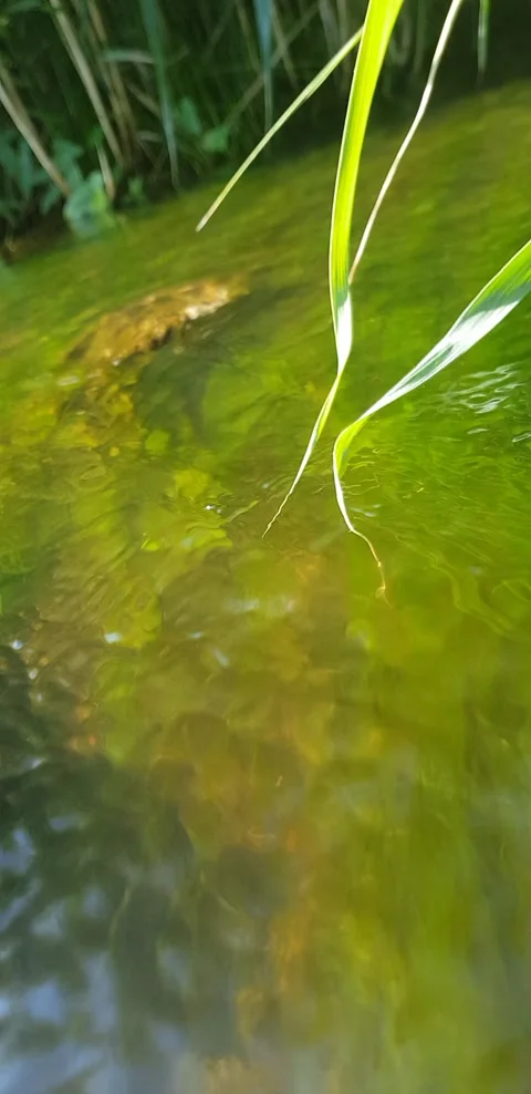 Stream on a stream algae on a stone Stock Footage 141181086