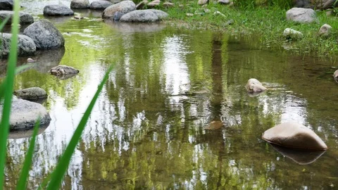 Stream Summer Vídeo Stock 111826095