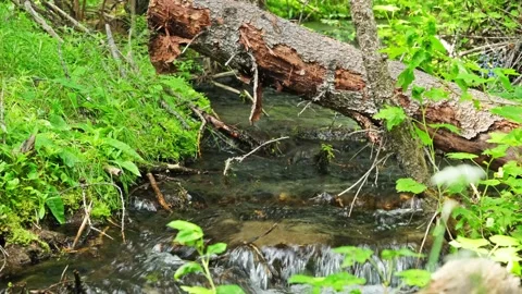 Stream in the summer forest Видео 167504811