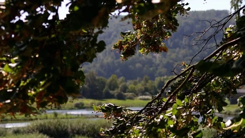 A stream in the summer nature background 4k 30fps video 動画素材 263994582
