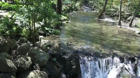 Stream in the summer park Stock Footage 22752600