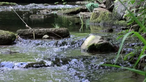 Stream on summers day Stock Footage 196924008