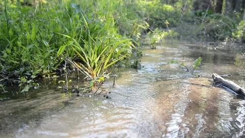 A stream with sunny glare from a spring flows in a dense forest Stock Footage 130565957