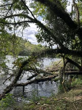 Stream surrounded by fallen trees. Stock Photos