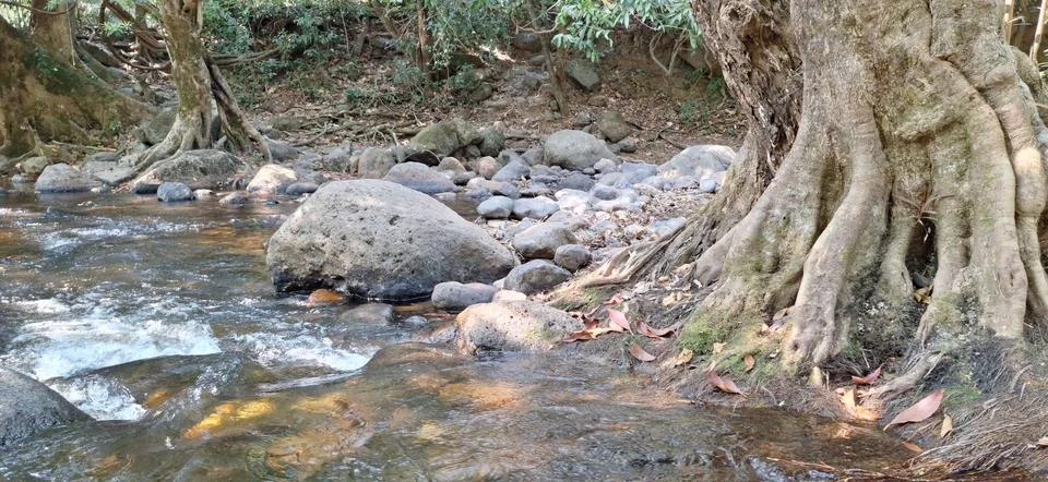 Stream surrounded by rocks and trees in a forest . Stock Photos