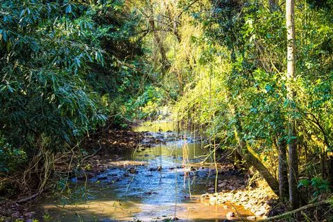 Stream surrounded by trees Stock Photos