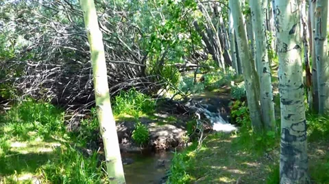 Stream Through Aspen Grove Видео 39646816