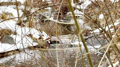 Stream through brush with snow melting Stock Footage 337057451