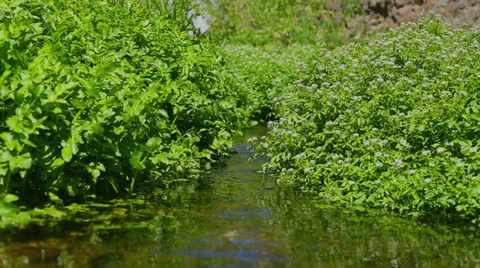 Stream Through Bushes Stock Footage 25683082