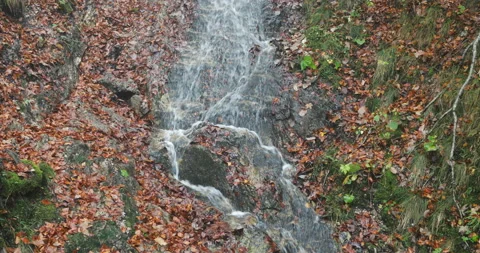 Stream through the foliage Stock Footage 101543714