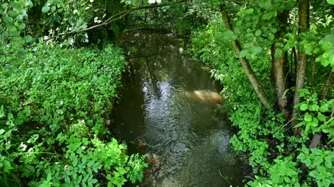 Stream through forest Stock Footage 246598901