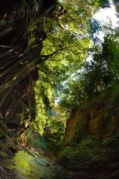 Stream Through Forest Stock Photos
