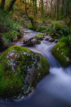 Stream through the forest Stock Photos