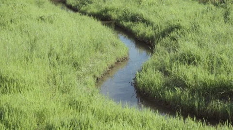 A stream through the grass field Stock Footage 64116198