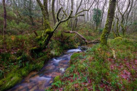 Stream through the oak forest Stock Photos