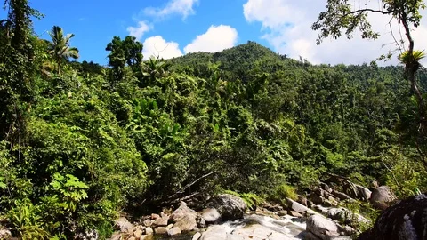 A stream through a rainforest Stock Footage 128152892