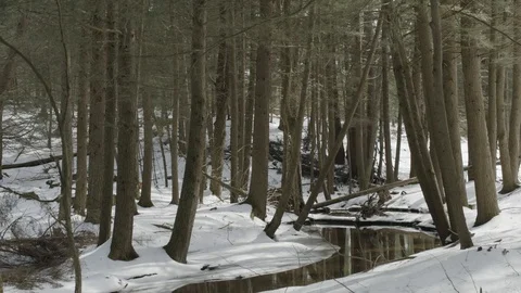 Stream through a Snowy Forest Video stock 120920940