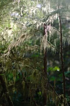Stream through temperate woods 11 Stock Photos
