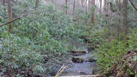 Stream through the woods 库存影片 240353019