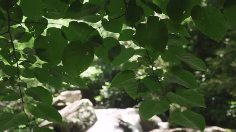 Stream Thru The Leaves Stock Footage 137871834