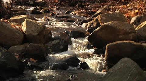 Stream tilt to autumn trees Stock Footage 8984385