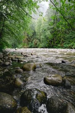 Stream in tranquil, green forest Stock Photos