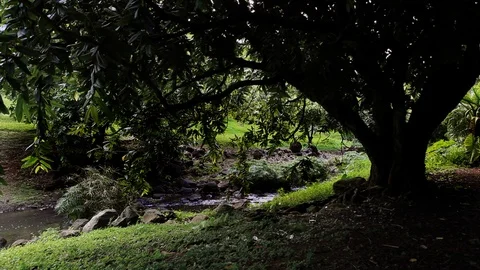 Stream Tree Stock Footage 104278015