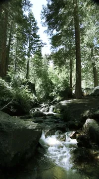 Stream trees audio verticle5 Stock-Footage 49036560