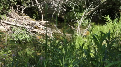 Stream trickles through the underbrush Stock-Footage 40358560