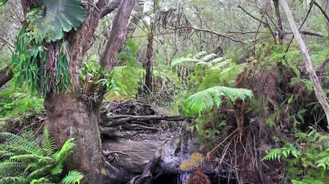 Stream in the tropical forest Stock Footage 24301540