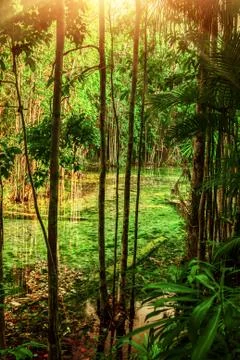 Stream in tropical forest Stock Photos