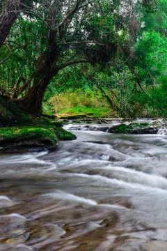 Stream in the tropical forest. Stock Photos