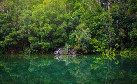 Stream in the tropical forest. Stock Photos