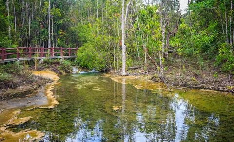 Stream in the tropical forest. Stock Photos