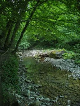 Stream in tropical forest Stock Photos