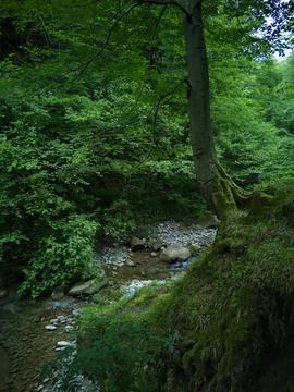 Stream in tropical forest 스톡 사진
