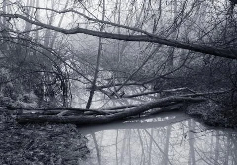 Stream with twisted bare branches and trees in Lesser Poland near Krakow Stock Photos