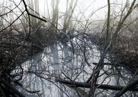 Stream with twisted bare branches and trees in Lesser Poland near Krakow Stock Photos