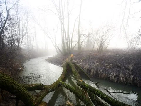 Stream with twisted bare branches and trees in Lesser Poland near Krakow Stock Photos