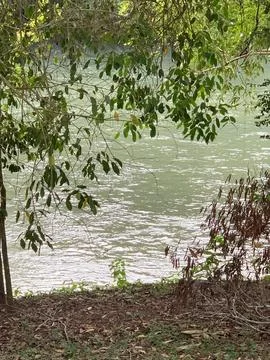 Stream Under Foliage Stock Photos