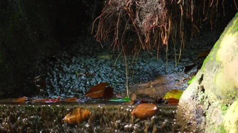 A stream under the roots of a tree 10bit 4k 60fps Stock Footage 269706405