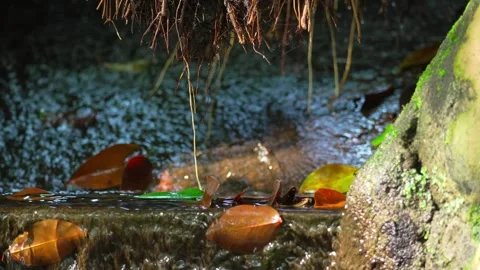 A stream under the roots of a tree 10bit 4k 60fps Stock Footage 269710520