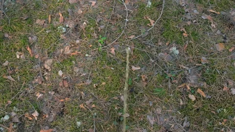 Stream of urine in the forest falling to the ground, top view. Stock Footage 311862790